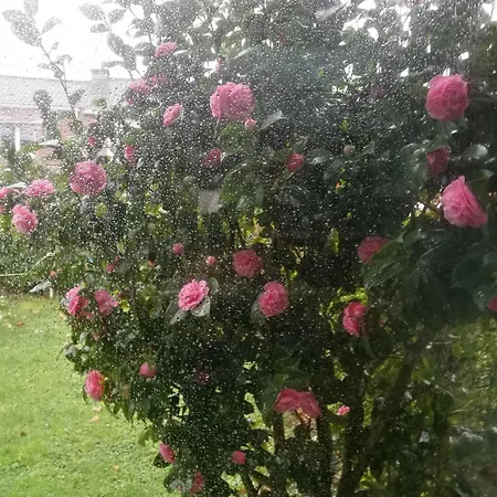 Maison A L'oree Du Bois Citadelle De Lille Avec Terrasse En Plein Sud Proche De Toutes Commodites A La Porte De Lille فيلة Lambersart